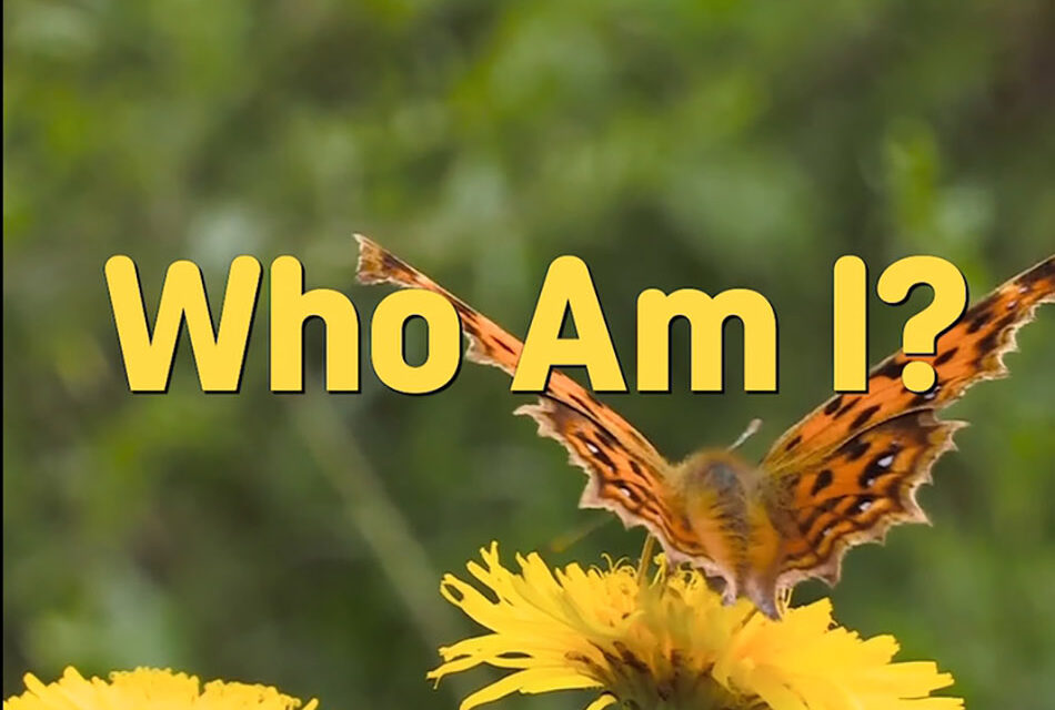 Master Woo Myung – Truth’s Answer – Who Am I?