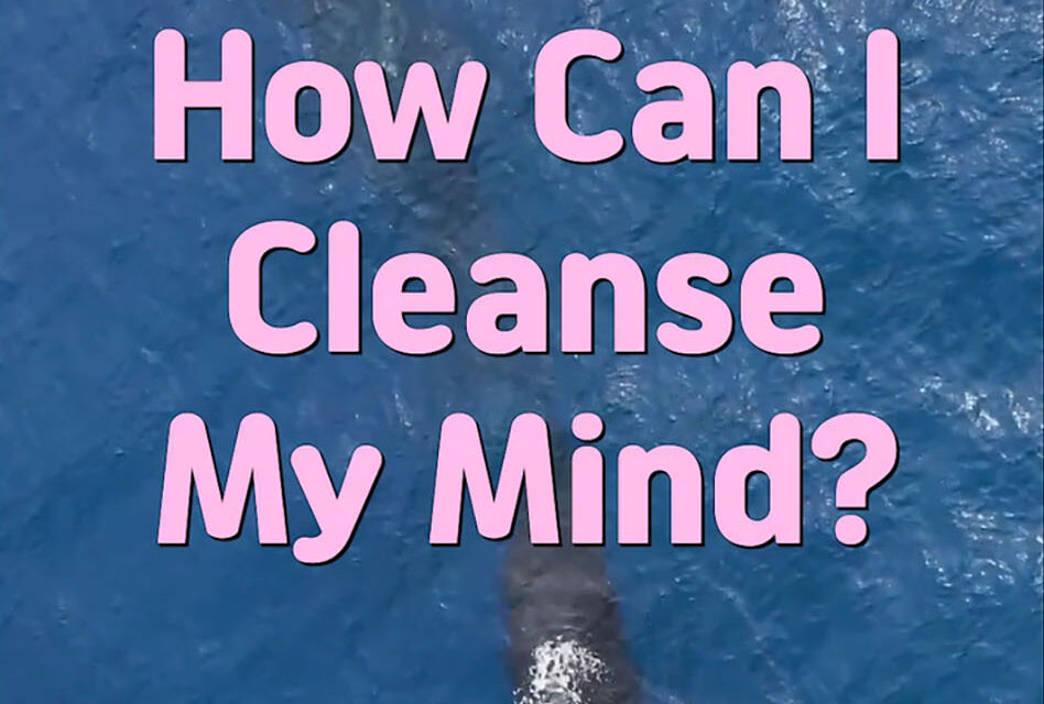 Master Woo Myung – How to Be Wise – How Can I Cleanse My Mind?