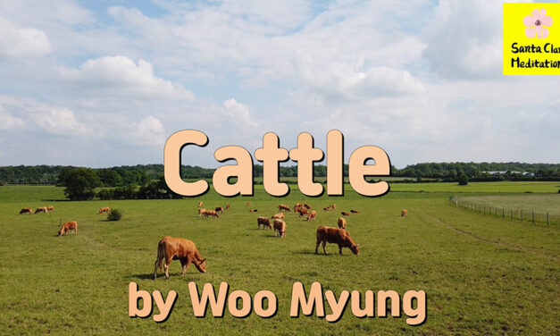 Master Woo Myung – Meditation Poetry – Cattle | Santa Clara Meditation