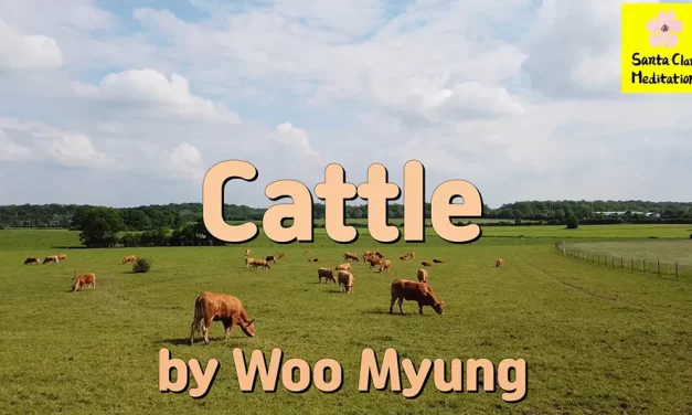 Master Woo Myung – Meditation Poetry – Cattle