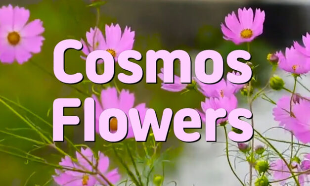 Master Woo Myung – Wisdom Verses – Cosmos Flowers