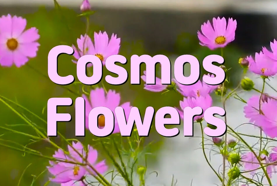 Master Woo Myung – Wisdom Verses – Cosmos Flowers