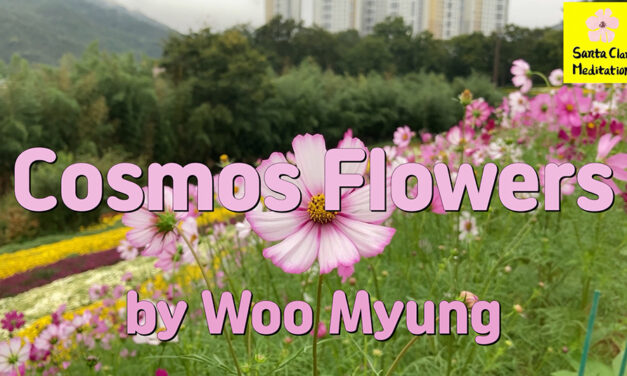 Master Woo Myung – Poem – Cosmos Flowers | Santa Clara Meditation