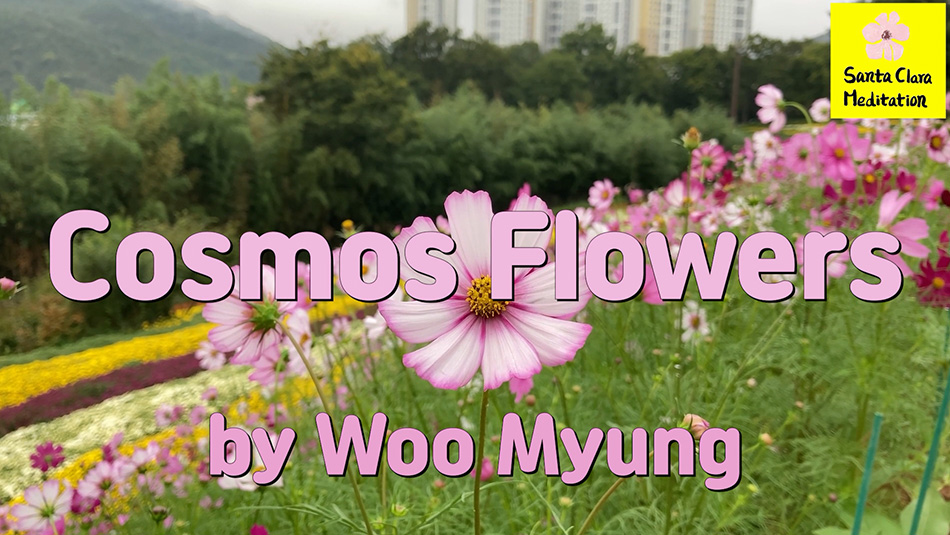 Master Woo Myung – Poem – Cosmos Flowers | Santa Clara Meditation