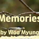 Master Woo Myung – Quote – Memories | Santa Clara Meditation