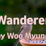 Master Woo Myung – Quote for Enlightenment – Wanderer | Santa Clara Meditation