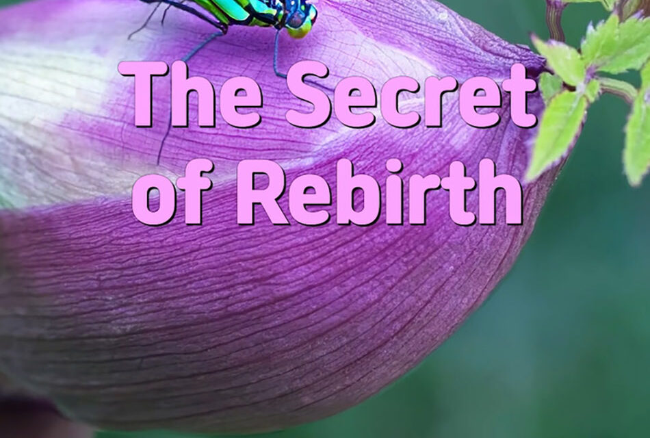 Master Woo Myung – How to Become Human Completion – The Secret of Rebirth