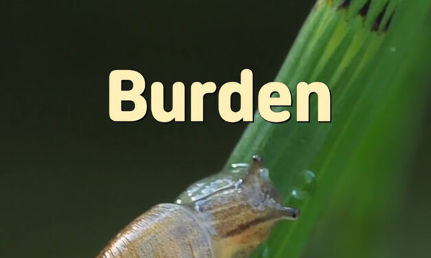 Master Woo Myung – Wisdom Verses – Burden