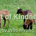 Master Woo Myung Words of Truth – Acts of Kindness | Santa Clara Meditation