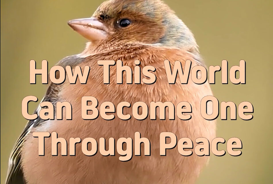 Master Woo Myung – Question & Answer – How This World Can Become One Through Peace