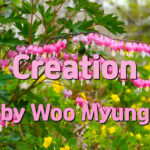 Master Woo Myung Meditation Pioneer – Creation | Santa Clara Meditation