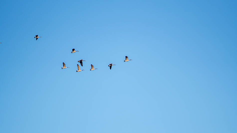 Santa Clara Meditation Column – Learn From Wild Geese
