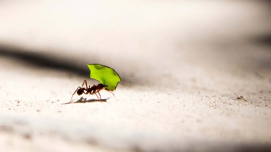 Santa Clara Meditation Column – An Ant Question
